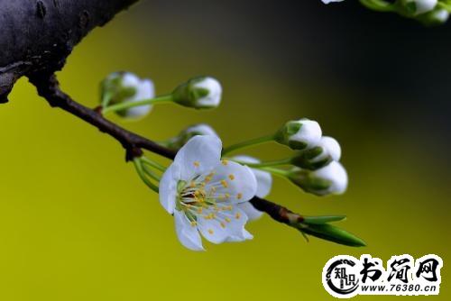 写春天的抒情的句子 关于春天的句子