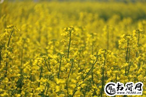 赞美油菜花的句子 写油菜花的句子