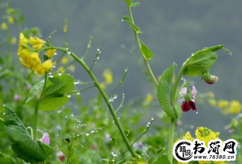 春雨描写的句子