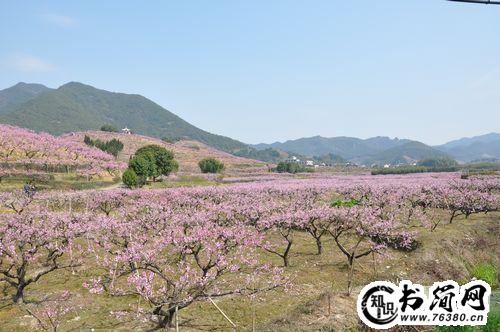 形容水蜜桃的句子